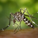 Mosquito-borne diseases has threaten World
